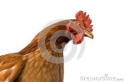 Chicken Stock Photo