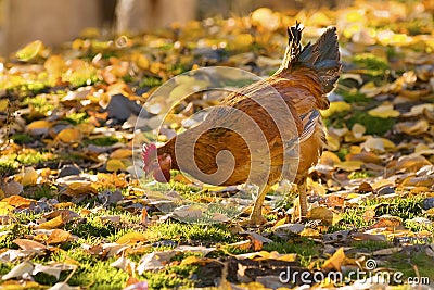 Chicken Stock Photo