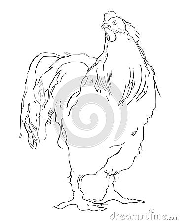 Chicken Vector Illustration