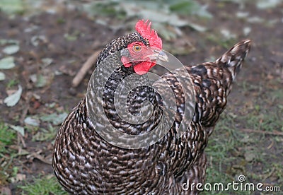 Chicken Stock Photo