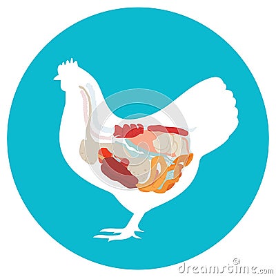 chicken anatomy. digestive system. Stock Photo