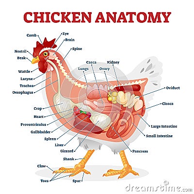 Chicken anatomy vector illustration. Labeled biological inner organs scheme Vector Illustration