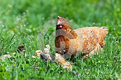 Chicken with babies Stock Photo