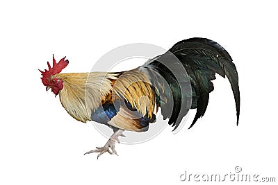 Chicken bantam ,Rooster isolated on white (Die cutting) Stock Photo