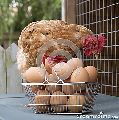 Chicken and basket of eggs Stock Photo