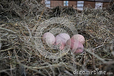 Chicken bio eggs in straw. Raw eggs in the morning on rural farm yard Stock Photo