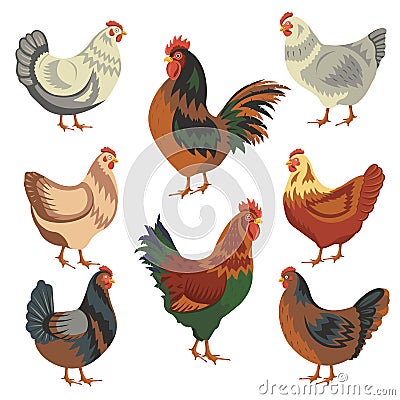 Chicken birds collection. Set of poultry clip. Vector illustrations of domestic chickens on white background. Cartoon Vector Illustration