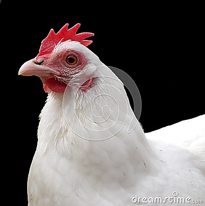 Chicken with black background Stock Photo