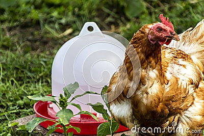 Chicken Bovan Brown - Golden Sex Link - Backyard birds Stock Photo