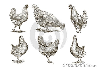 Chicken breeding. animal husbandry. vector sketches on white Vector Illustration