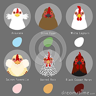 Chicken breeds and egg colors set Vector Illustration