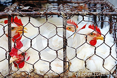 Chicken in cage Stock Photo