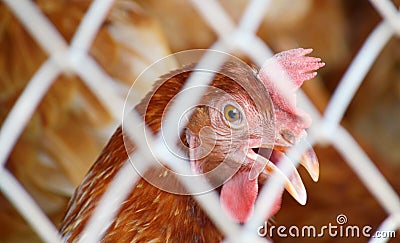 Chicken in cage Stock Photo