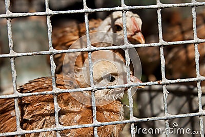 Chicken in the cage Stock Photo