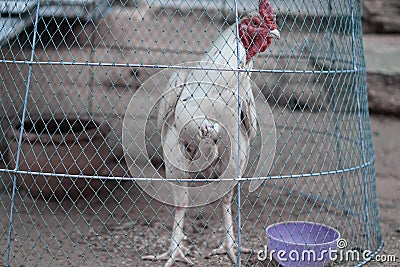 Chicken in cage Stock Photo