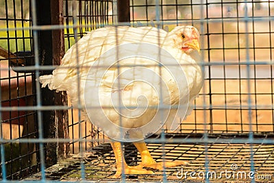 Chicken in a cage for sale Stock Photo