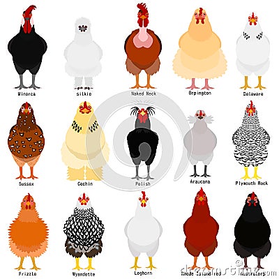 Chicken chart with breeds name Vector Illustration