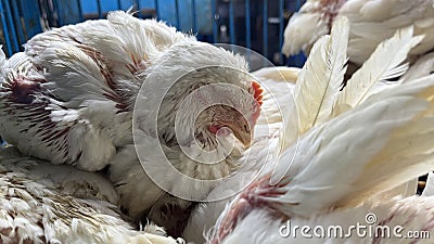 chicken and chicken production at the poultry farm Stock Photo