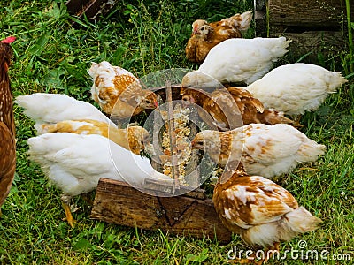 Chicken with chickens eats feed from the feeder Stock Photo