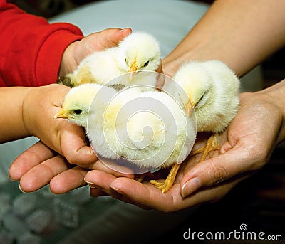 Chicken in child's hands Stock Photo
