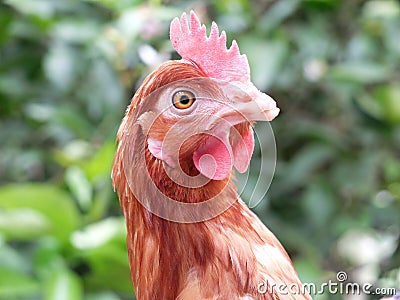 Chicken Stock Photo