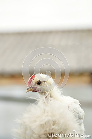 Chicken close-up on the background of the estate. ndelion. Chicken head. Funny rooster Stock Photo