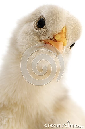 Chicken close-up Stock Photo