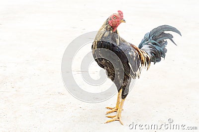 Chicken On the cement floor Stock Photo