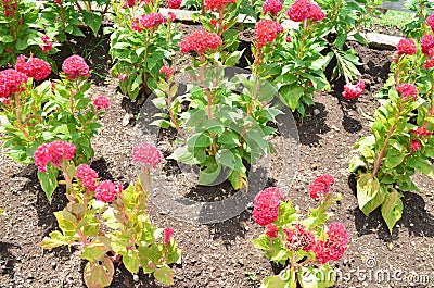 Chicken comb or celosia flower is the flower of the Amaranthaceae family . Stock Photo