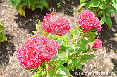 Chicken comb or celosia flower is the flower of the Amaranthaceae family . Stock Photo