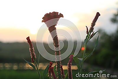 Chicken comb flowers in the sunset. Spring flower background. Tropical garden. Sunset light over the plants background. Stock Photo