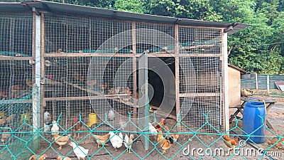 A chicken coop built from wood Stock Photo