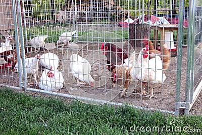 Chicken coop Stock Photo