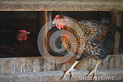 Chicken coop Stock Photo