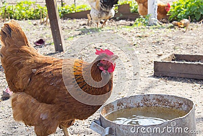 Chicken drink Stock Photo