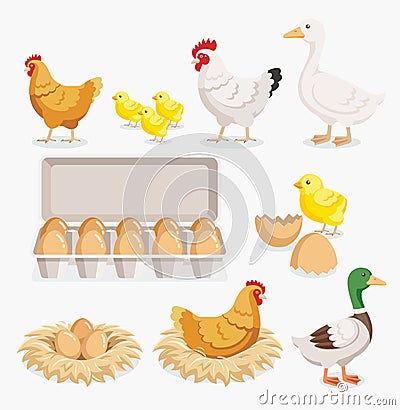 Chicken duck chick egg packaging and chicken eggs on the nests. Vector Illustration