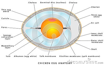 Chicken egg anatomy Vector Illustration