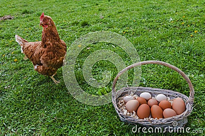 Chicken and egg basket Stock Photo