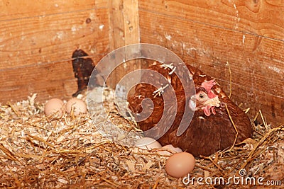 Chicken & egg Stock Photo