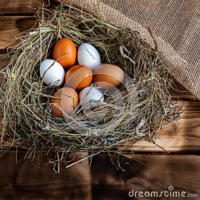 Chicken egg in the nest Stock Photo