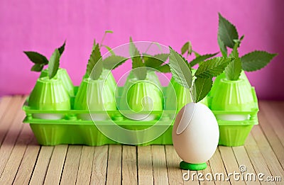 Chicken egg and plastic packaging for eggs are on the table. Shoots of young plants with green leaves sprouted through the Stock Photo