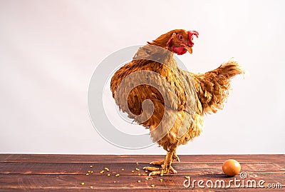 Chicken with egg Stock Photo