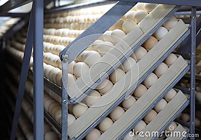 Chicken eggs in incubator Stock Photo