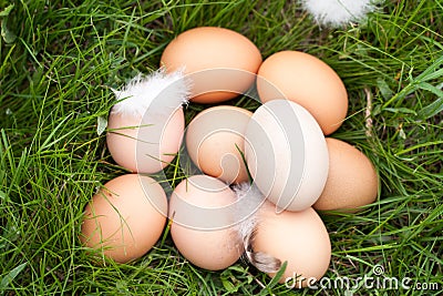 Chicken eggs lying in a nest of green grass Stock Photo