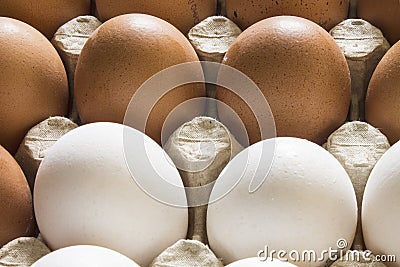 Chicken eggs on a stand Stock Photo