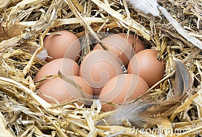 Chicken eggs in straw nest. Stock Photo