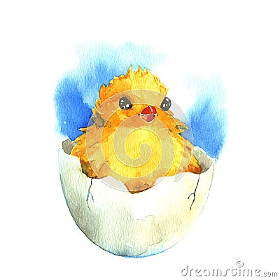 Chicken in the eggshell. Watercolor Cartoon Illustration