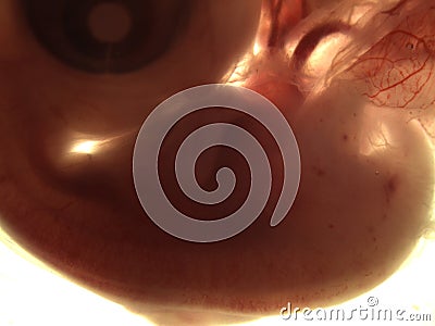 Chicken embryo at day 7 Stock Photo