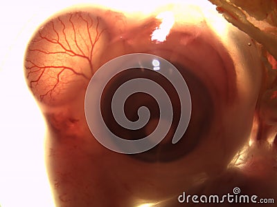 Chicken embryo at day 7 Stock Photo
