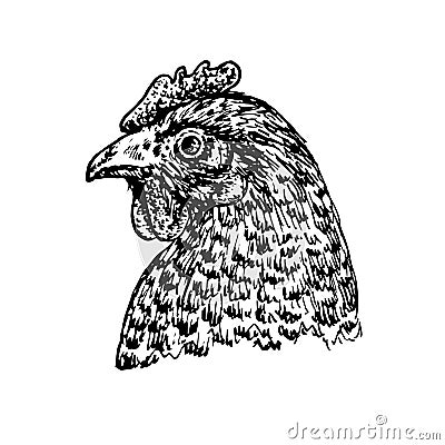 Chicken face portrait, side view, doodle drawing, woodcut style Vector Illustration